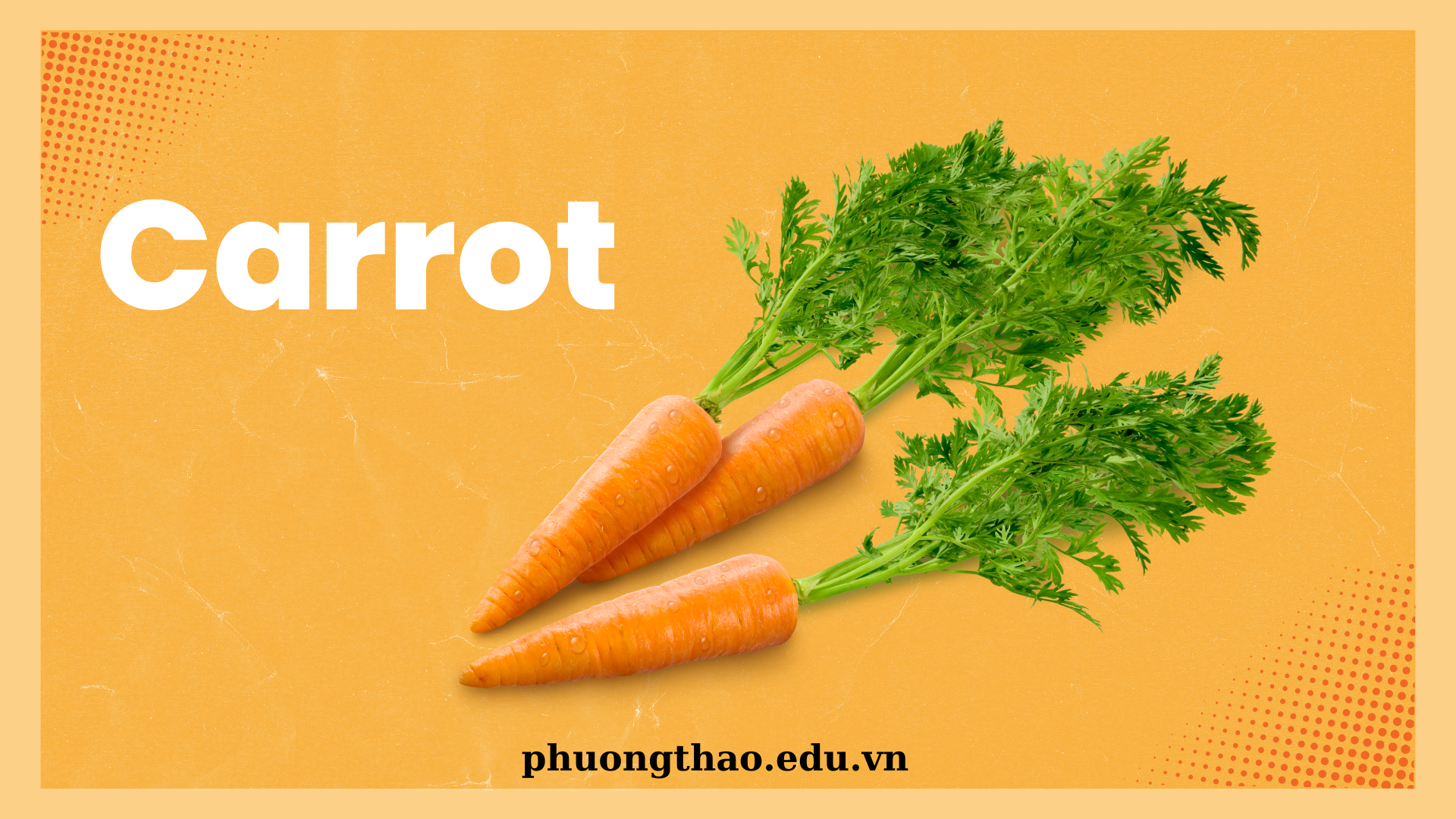 Carrot